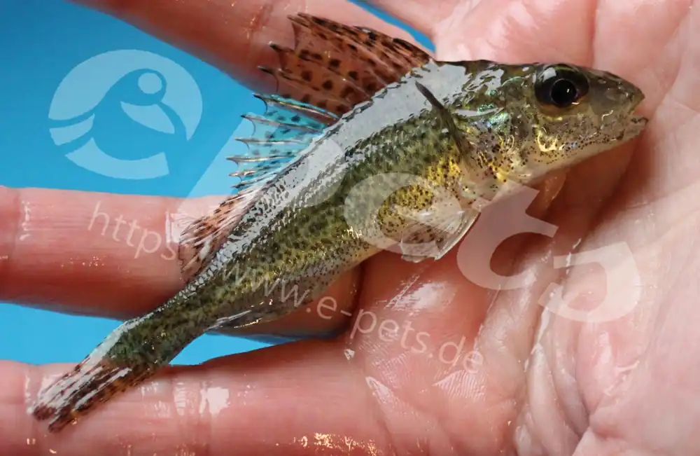 Kaulbarsch / Gymnocephalus cernuus Neuheit