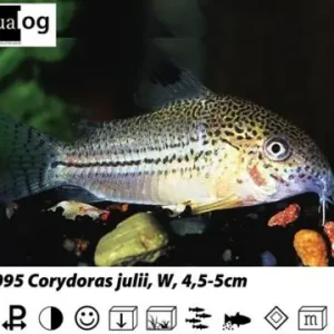 Corydoras julii / Julipanzerwels Bestseller