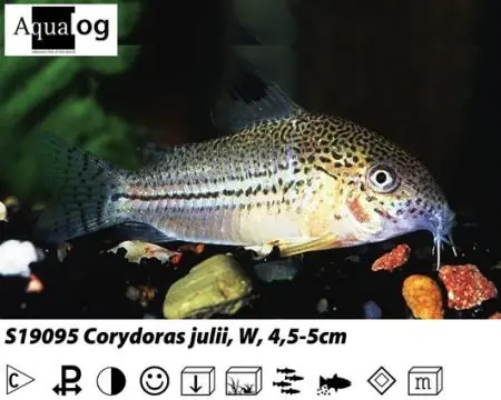 Corydoras julii / Julipanzerwels Bestseller