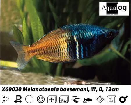Melanotaenia boesemani/ Regenbogenfisch gelb Angebot