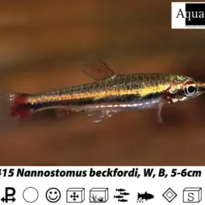 Garantierte Lieferung Nannostomus beckfordi red / Längsbandziersalmler rot