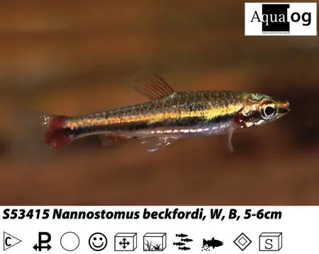 Garantierte Lieferung Nannostomus beckfordi red / Längsbandziersalmler rot