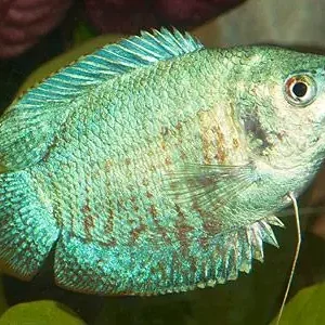 Colisa lalia cobalt blau female / Zwergfadenfisch cobaltblau weibich Markenware