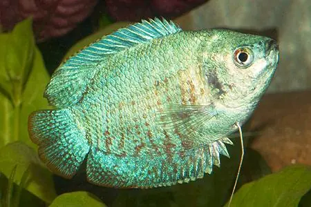 Colisa lalia cobalt blau female / Zwergfadenfisch cobaltblau weibich Markenware
