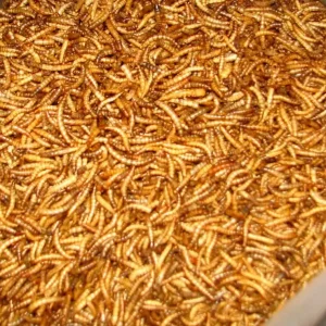 Echt Mealworm / Mehlwurm 2-3cm sonnengetrocknet 5 kg