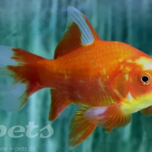 Carassius auratus sarasa comet / Goldfisch sarasa langflossen Nur Heute