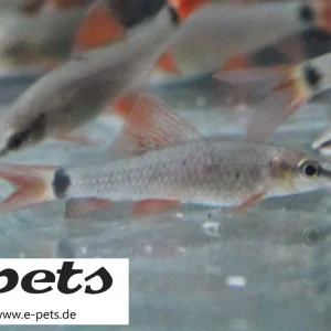 Kracherpreis Labeo / Epalzeorhynchus frenatus / Grüner Fransenlipper