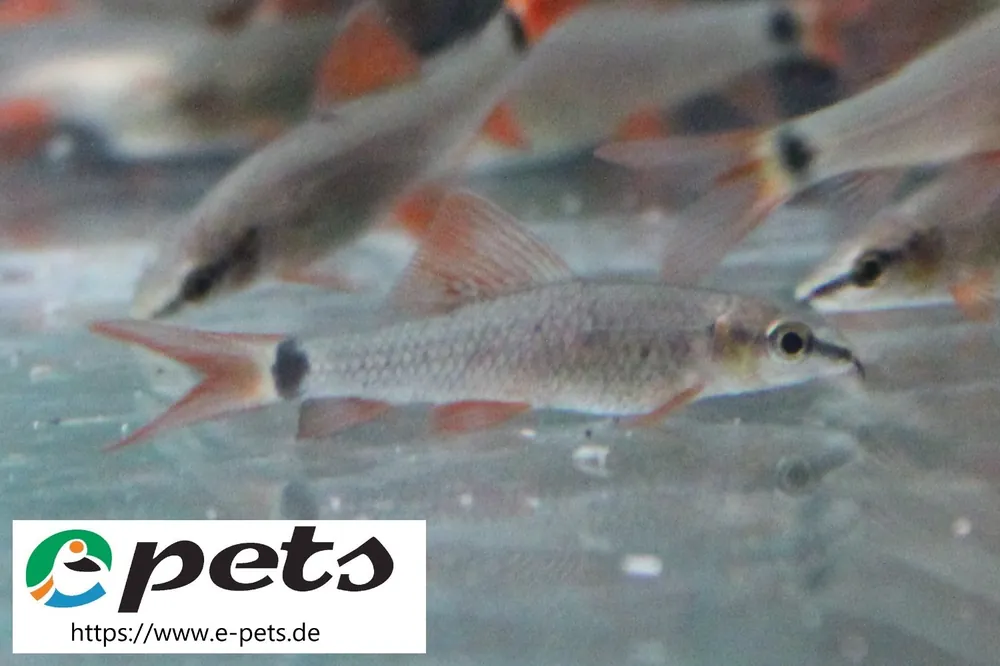 Kracherpreis Labeo / Epalzeorhynchus frenatus / Grüner Fransenlipper