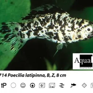 Poetilia latipinna silver marble / Silbermolly marmoriert Aktuell