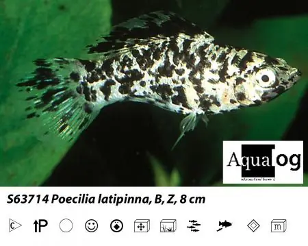 Poetilia latipinna silver marble / Silbermolly marmoriert Aktuell
