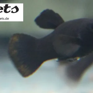Wochenendangebot Poetilia shenops Black Molly / Schwarze Molly