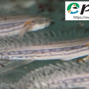 Neu Im Sortiment Polypterus lapradei Flösselhecht