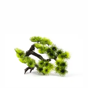 JK Bonsai klein Wochenendangebot