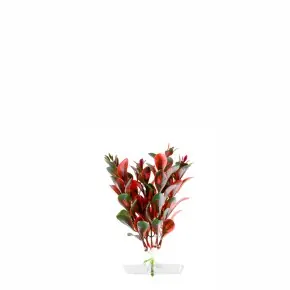 Günstig JK Red Ludwigia mini 13 - 16 cm