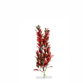 JK Red Ludwigia klein 18 - 21 cm Neu Im Sortiment