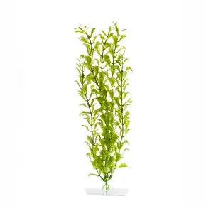 Neue Ware JK Hygrophila groß 38 - 43 cm
