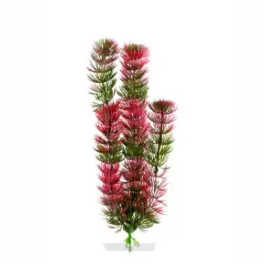 Top-Angebot JK Red Anacharis mitte 25-28 cm