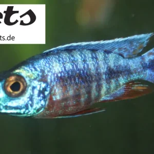 Wochenendangebot Aulonocara mix / gemischte Kaiserbuntbarsche