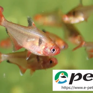 Blutsalmler Hyphessobrycon callistus / Eques / Serpae Top-Preis