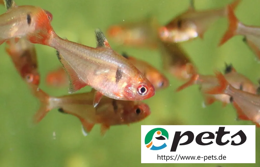 Blutsalmler Hyphessobrycon callistus / Eques / Serpae Top-Preis