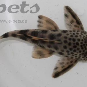 Garantierte Lieferung L - 124 Ancistomus sp. Groß-Punkt Pleco goldsaum