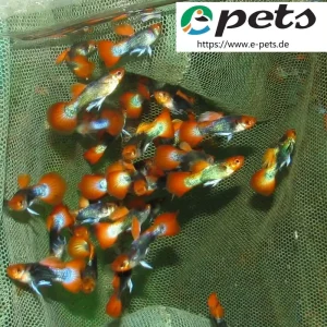 Poecilia reticulata dumbo ear koi / Guppy männlich var. koi Preisreduziert