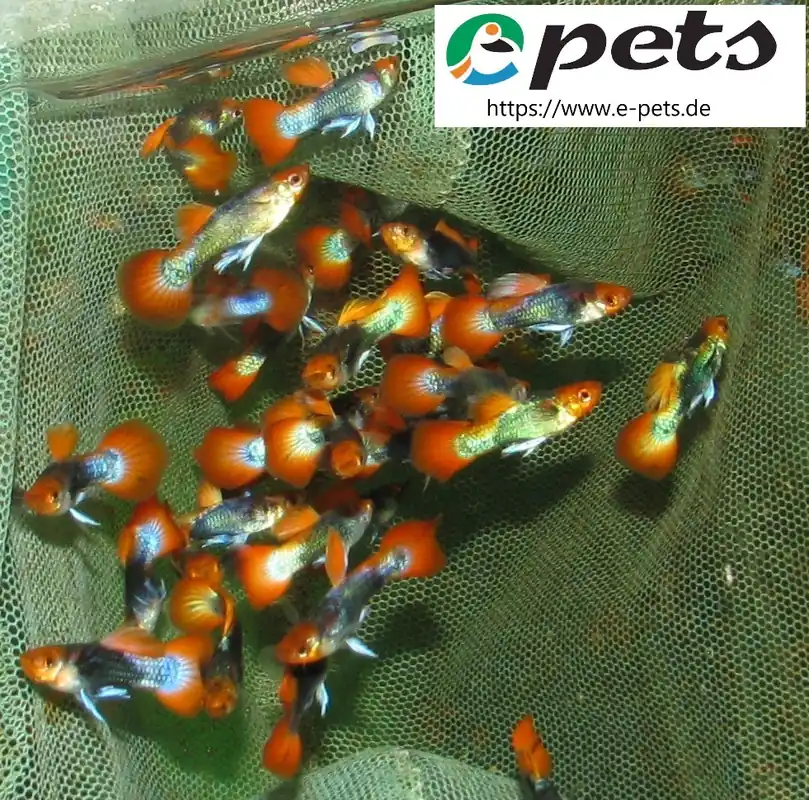 Poecilia reticulata dumbo ear koi / Guppy männlich var. koi Preisreduziert