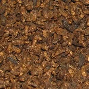 Jetzt Bestellen SD BSF Larvae Fleischwürmer- Eimer 2 L (600 g)