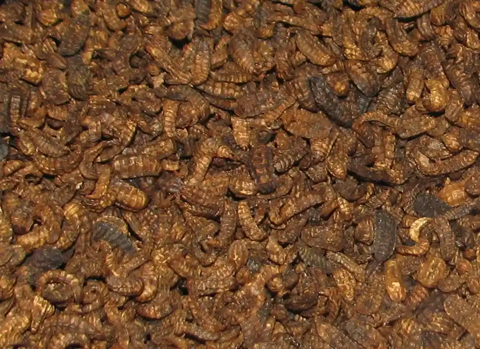 Jetzt Bestellen SD BSF Larvae Fleischwürmer- Eimer 2 L (600 g)
