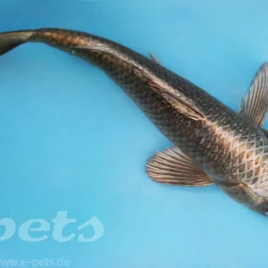 Bestpreis Japan Koi Kabuto Import Marudo farm