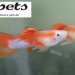 Top-Seller Poecilia reticulata red rainbow male CZ / Guppy rot regenbogen männl
