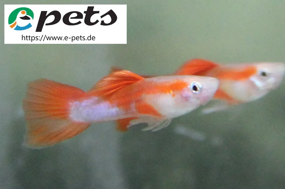 Top-Seller Poecilia reticulata red rainbow male CZ / Guppy rot regenbogen männl