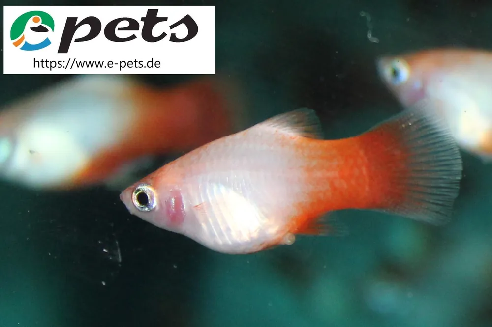 Xiphophorus maculatus red marlboro / Rot - weisse Platy Mega-Angebot