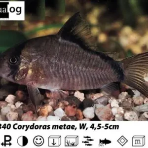 Billig Corydoras metae / Schwarzrücken - Panzerwels