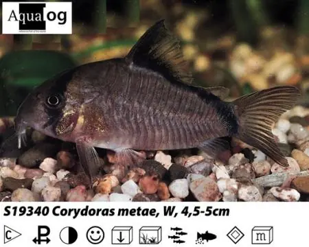 Billig Corydoras metae / Schwarzrücken - Panzerwels