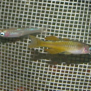 Pseudomugil cf. Paskai / Blauauge rot neon Markenprodukt