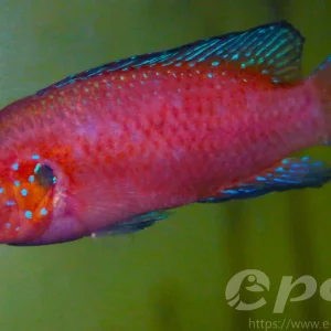 Expressversand Hemichromis exsul- Roter Turkana Buntbarsch