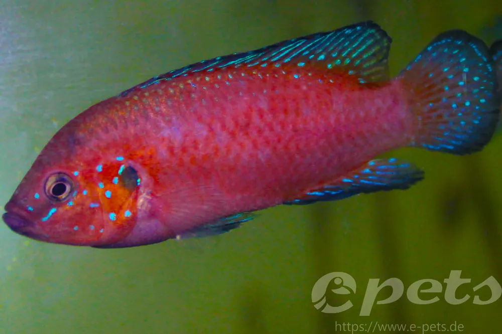 Expressversand Hemichromis exsul- Roter Turkana Buntbarsch