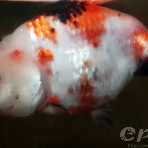 Caras.auratus schleier assorted ranchu / Schleierschwanz gemischt ranchu Sale