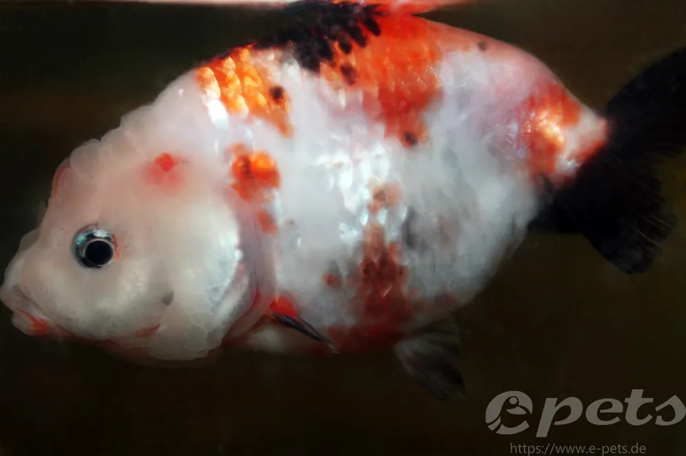 Caras.auratus schleier assorted ranchu / Schleierschwanz gemischt ranchu Sale