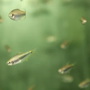 Wochenendangebot Nematobrycon palmeri Gold / Goldener Palmer’s Tetra