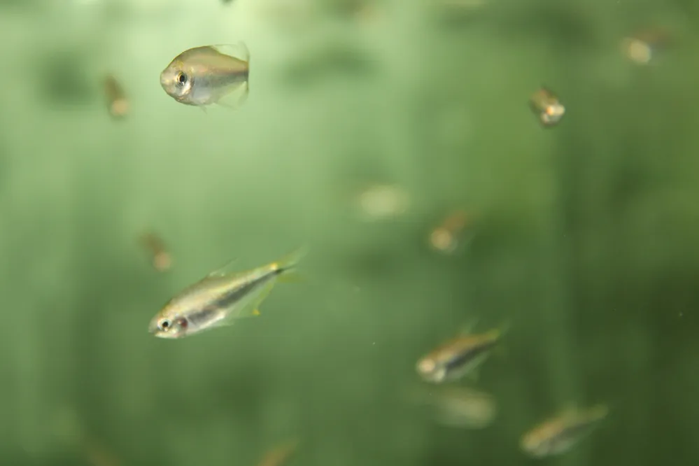 Wochenendangebot Nematobrycon palmeri Gold / Goldener Palmer’s Tetra