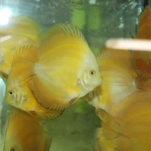 Highlight Symp. discus golden neon