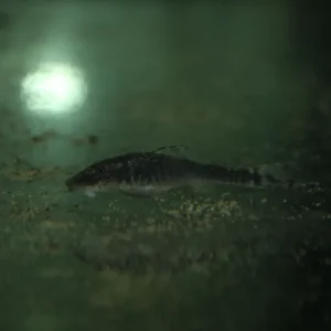 Paraotocinclus haroldoi Knallerangebot