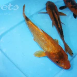 Bestpreis Karp koi red CZ