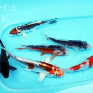 Preiswert Nisai Mix: Gosanke, Shiroutsuri, Hiutsuri, Kikokuryu, D Kujaku, Kujaku, Koromo, Ochiba
