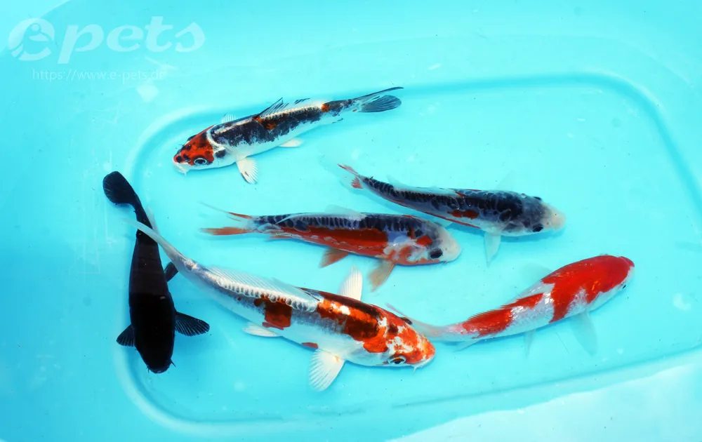 Preiswert Nisai Mix: Gosanke, Shiroutsuri, Hiutsuri, Kikokuryu, D Kujaku, Kujaku, Koromo, Ochiba