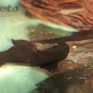 Direkt Vom Hersteller Caridina sp. Yelow tiger Celebes