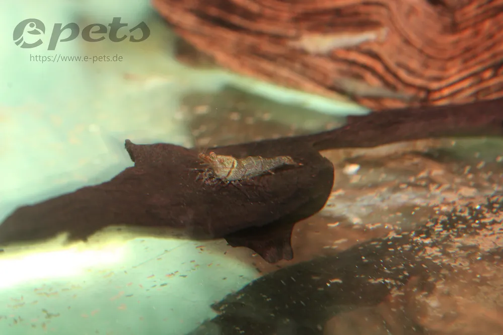 Direkt Vom Hersteller Caridina sp. Yelow tiger Celebes