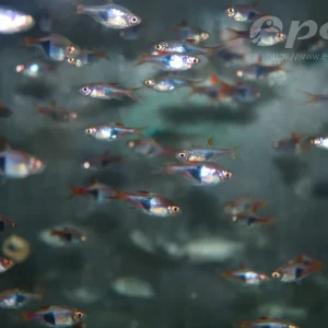 Finale Aktion Rasbora heteromorpha WF Keilfleckbarbe Wildfang